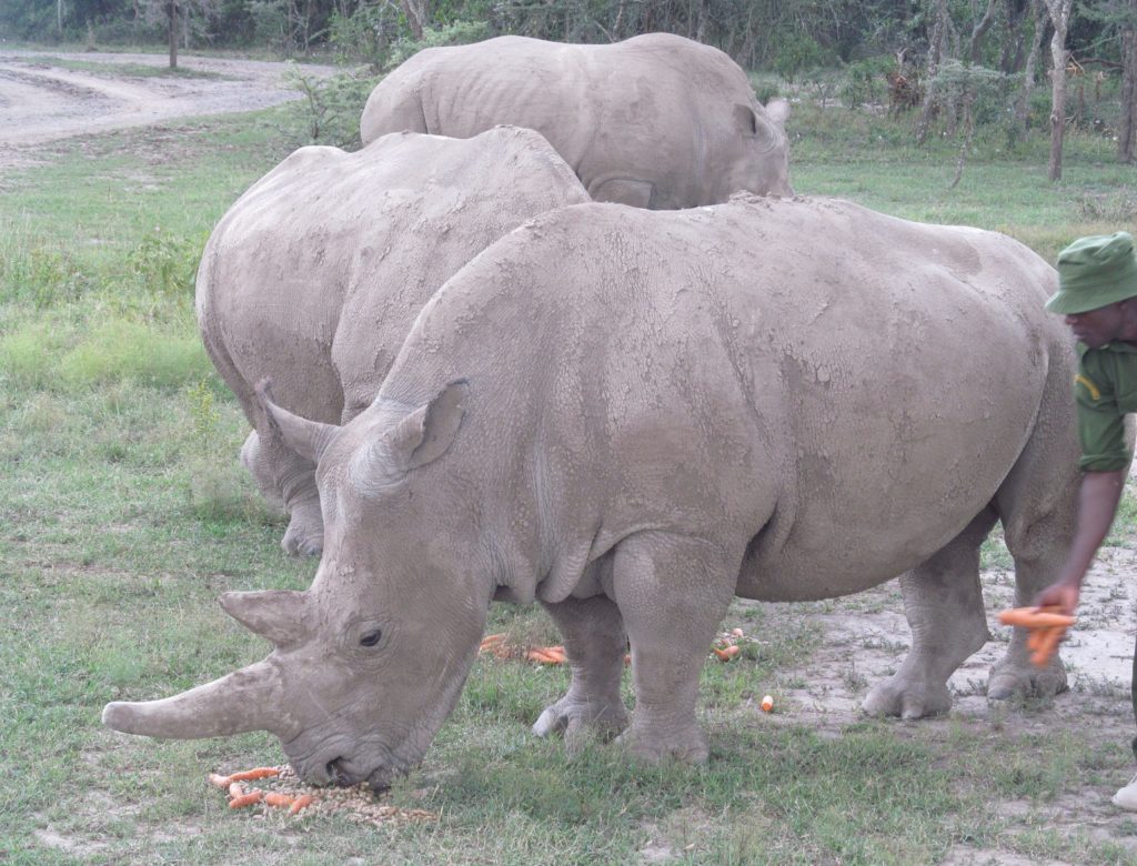 Rhinos, Ol Pejeta, Kenya by Calvin Aiken
