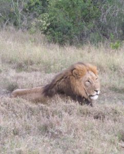 Lion, Ol Pejeta, Kenya by Calin Aiken