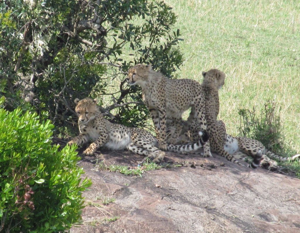 Cheetahs, Masai Mari, Kenya by Calvin Aiken