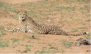 Leopard, Serengeti, 2019 by Calvin Aiken
