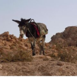 Burro, Santorini, Greece by Calvin Aiken