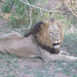 Lion, Serengeti, Tanzania, 2019, by Calvin Aiken
